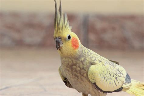 家裡養鳥好嗎|PetTalk／第一次養鳥就上手，新手鳥爸媽別慌張！